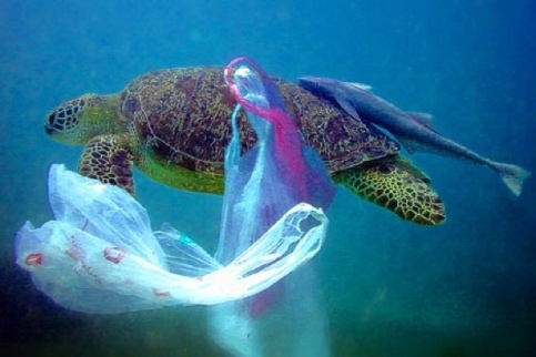 Plastic-Bag-Pollution